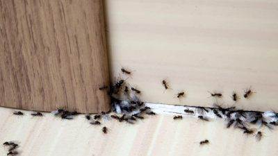 Evdeki Karınca ve Haşareler Nasıl Kovulur