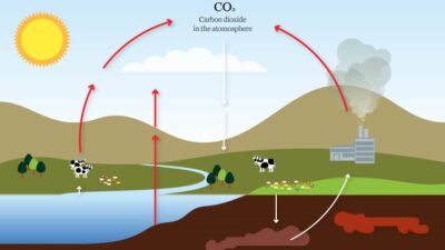 Karbon Döngüsü Nedir?