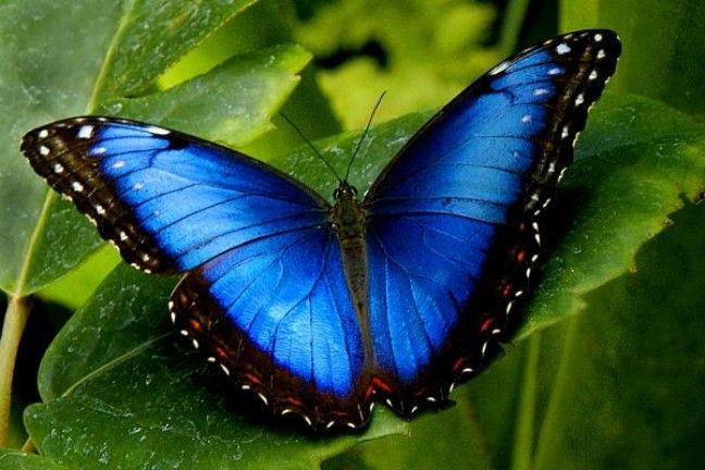 Mavi Kelebeklerin Anlamı ve Hikayesi