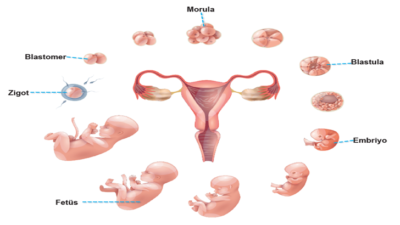 İnsanda Embriyonik Gelişim Süreci Nasıldır?