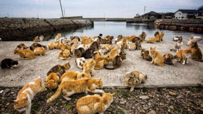Japonya’da Neden Kedi Adaları Var?