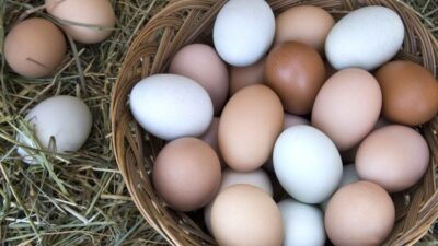 Yumurta Kabuğunun Rengi Nasıl Oluşur?
