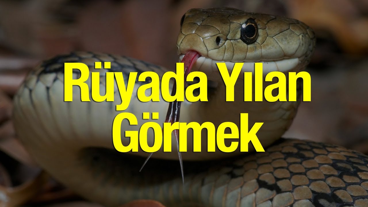 İGRUS: Hayata Dair Bilgilerin Adresi