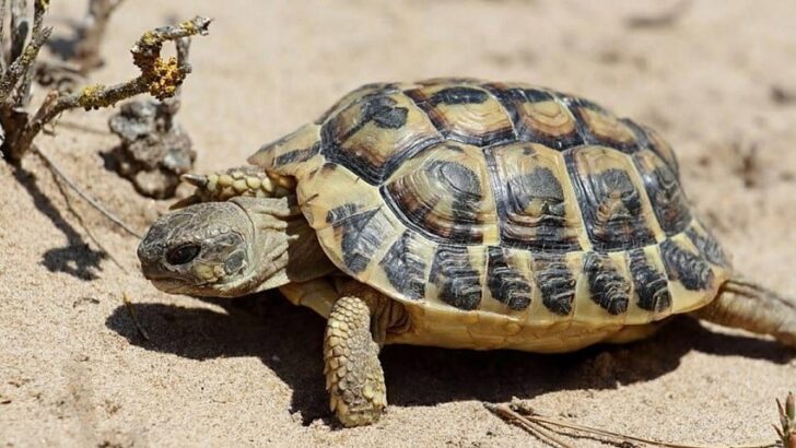 Kaplumbağaların Özellikleri Nelerdir?
