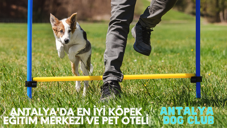 Antalya’da En Çok Tavsiye Edilen Köpek Eğitim Merkezi ve Oteli